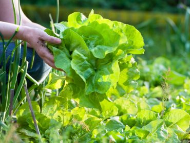 Salata kao lek: Kombinujte je sa lekovitim biljem za mnoge tegobe